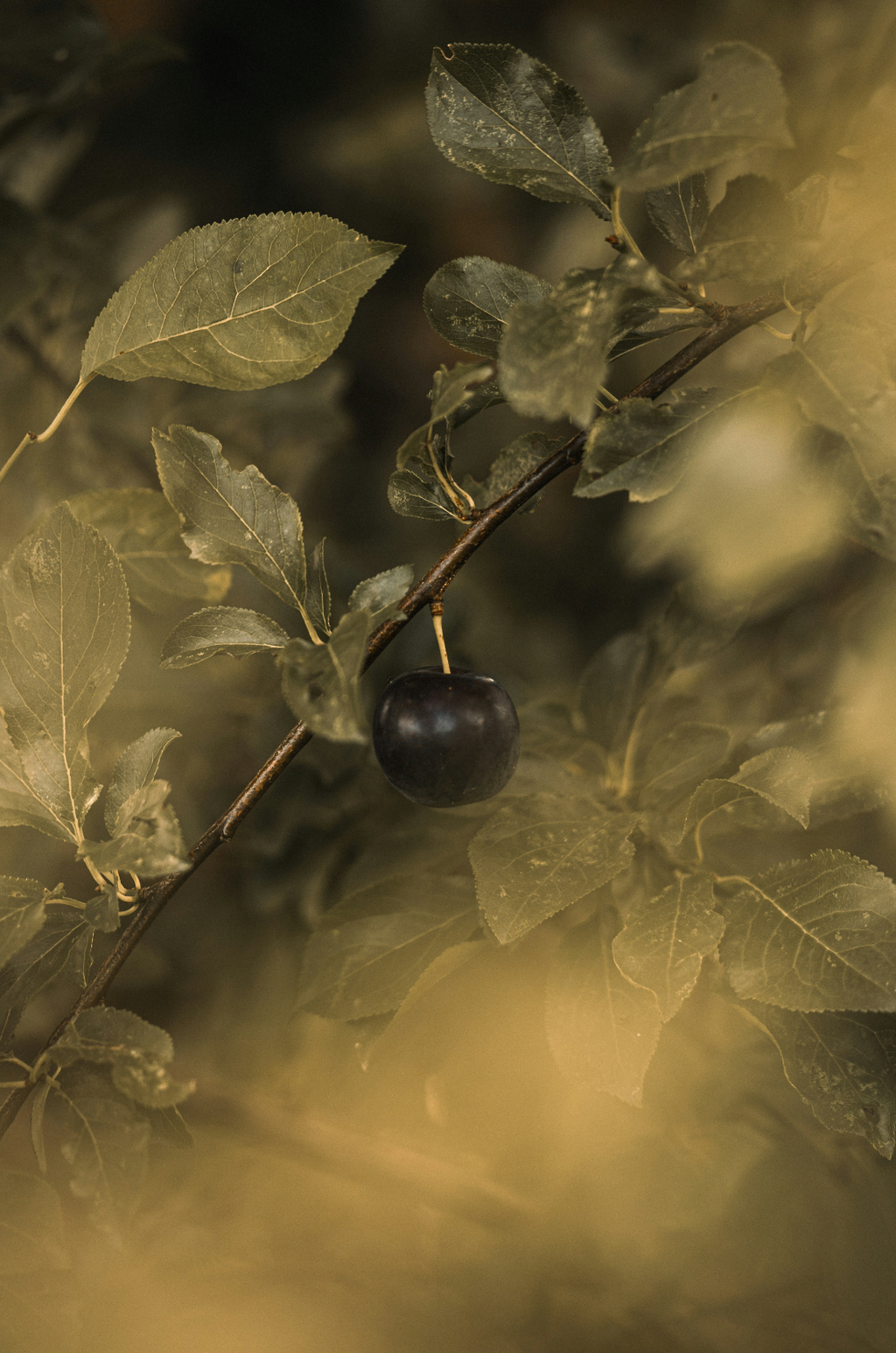 Refreshing Black Currant 15.7 oz Liquid Hand Soap