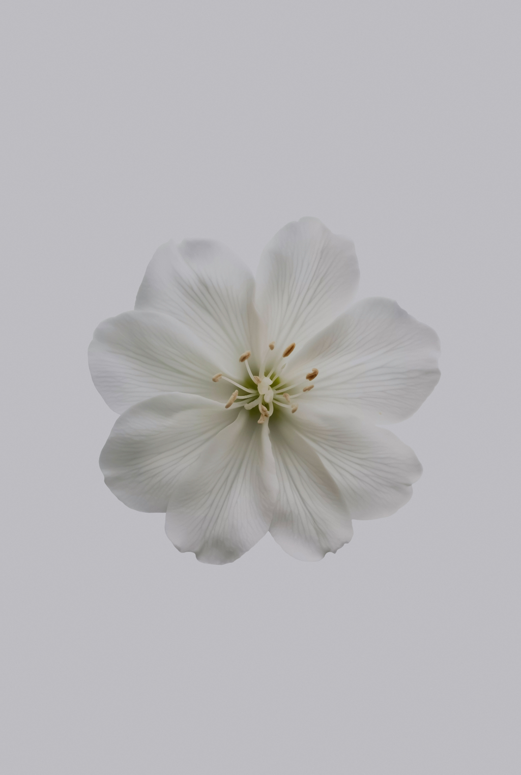 Scented Fresh Jasmine 12 oz scented candle