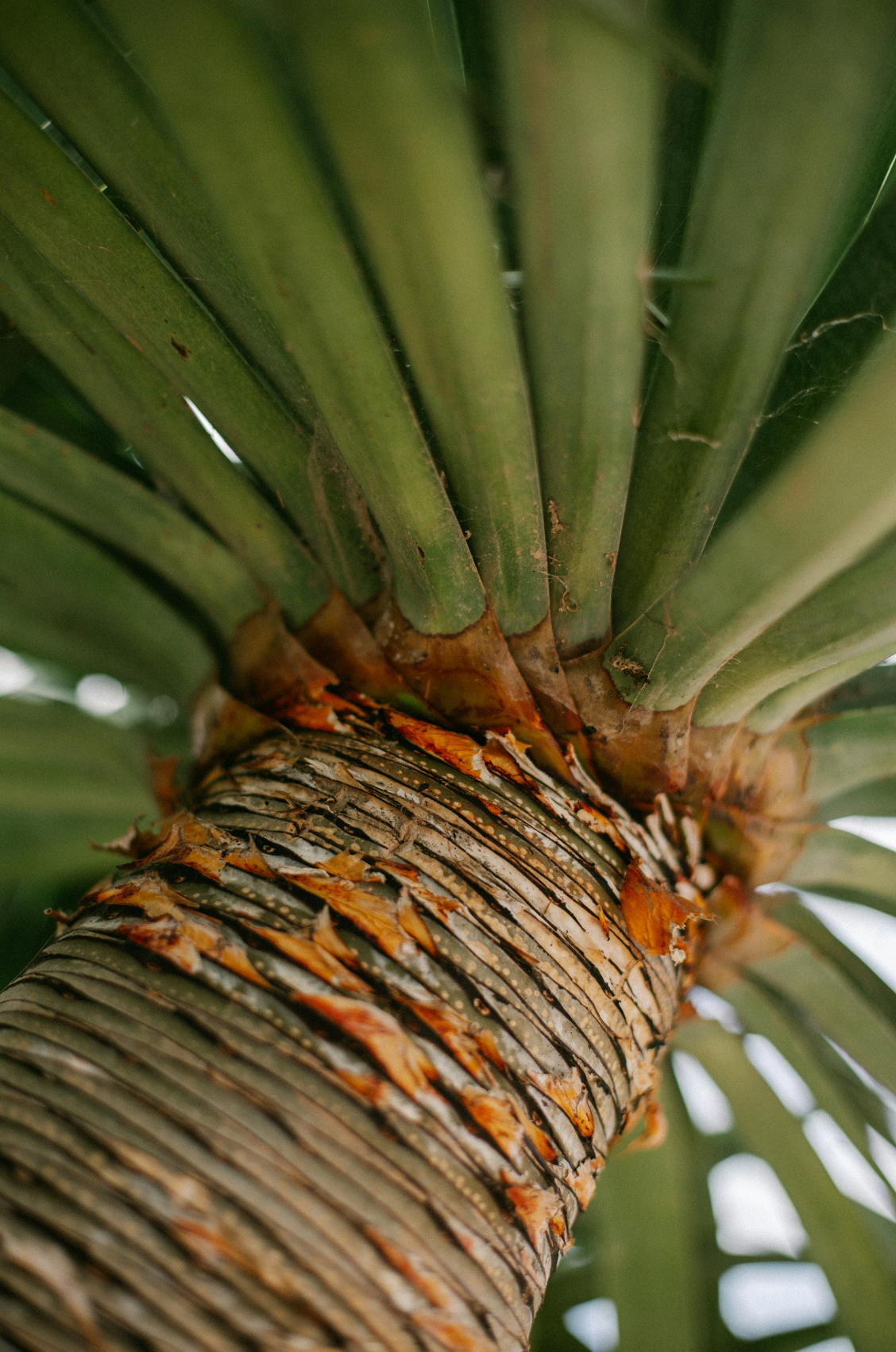 Scented Driftwood & Pineapple 12 oz scented candle